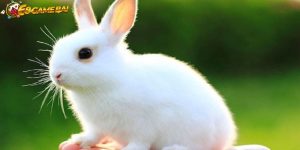 Giấc mơ thấy con thỏ màu trắng là điềm báo cho điều gì?